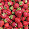 Aardbeienplanten Korona (Frigo)