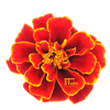 Tagetes (Afrikaantjes)