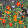 Tagetes Tenuifolia 