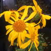 Arnica montana
