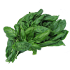 Basilicum Genovese*