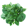 Citroenmelisse officinalis 