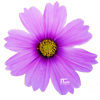 Cosmos bipinnatus Hoge variant
