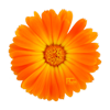 Goudsbloem officinalis
