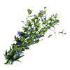 Hysop officinalis 