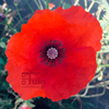 Papaver Klaproos