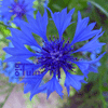 Korenbloemen