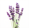 Lavendel zaden