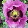 Papaver Slaapbol