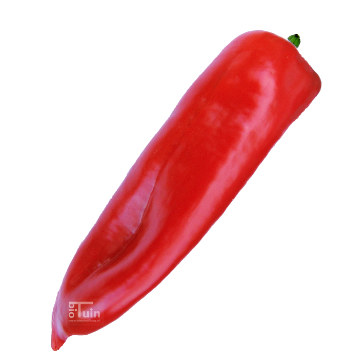 Paprika  Punt Corno di Toro Rosso 