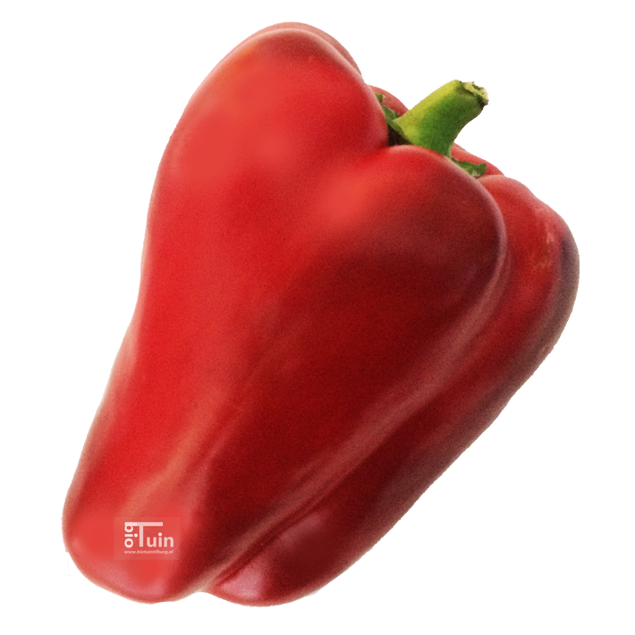 Paprika  King of the North 