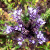 Bijenvoer Phacelia*