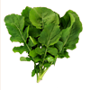 Rucola Esmee*