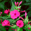Nachtschone Fuchsia 
