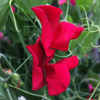 Siererwt - Lathyrus