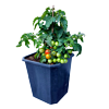 Tomaten Minibel - Buitenteelt 