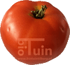 Tomaten Moneymaker - Kasteelt