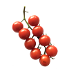 Tomaten Cocktail - Buitenteelt