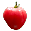 Tomaten Coeur de Boeuf - Kasteelt