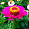 Zinnia 