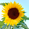 Zonnebloem Gemengd