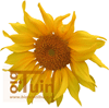 Zonnebloem Gigant