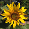 Zonnebloem Sunspot 