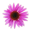 Rode zonnehoed - Echinacea 