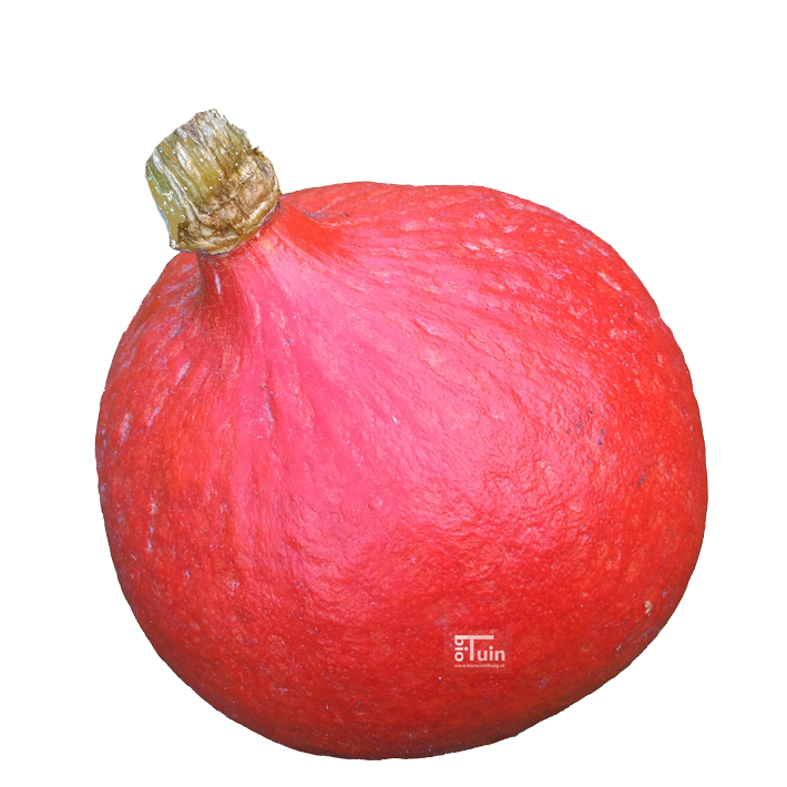 Pompoen  Hokkaido / Uchiki Kuri 